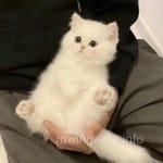 Reviewer Junaid Yousaf