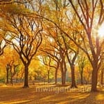 Reviewer Moazzam Hanif